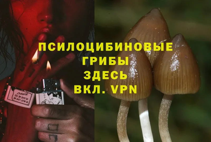 Псилоцибиновые грибы MAGIC MUSHROOMS  где продают   Кингисепп 