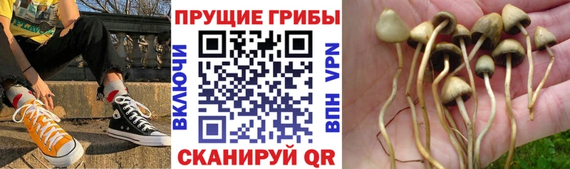 дарнет шоп  Кингисепп  Галлюциногенные грибы мицелий 